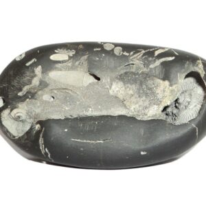 RajaRajeshwara Shaligram