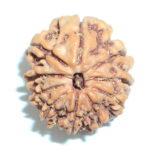 Ten Face Rudraksha