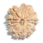 Eleven Face Rudraksh