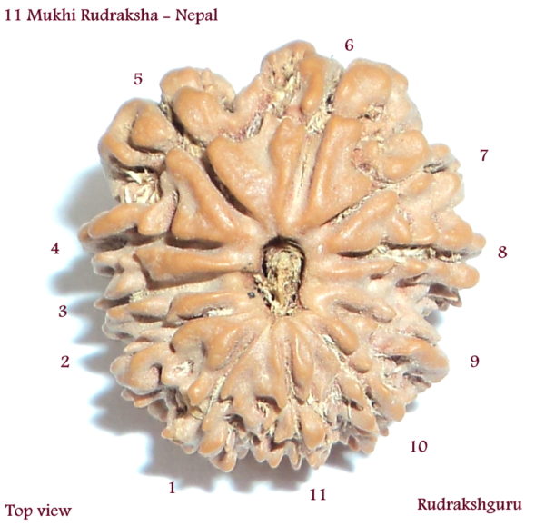 Eleven Face Rudraksh Of Nepal