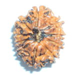 Ten Face Rudraksh Of Nepal