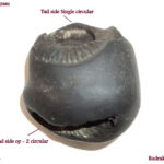 Sushirankita Matsya Shaligram