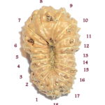 Eighteen Face Rudraksha