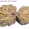 Nineteen Face Rudraksha