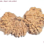 GauriPath Rudraksha