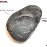 ChitraVarna Matsya Shaligram