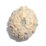 Ten Face Rudraksha