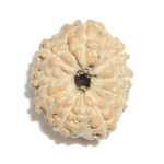 Nine Face Rudraksh