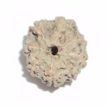 Eight Face Rudraksh