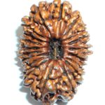Nineteen Face Rudraksha