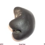Shuddha Matsya Shaligram