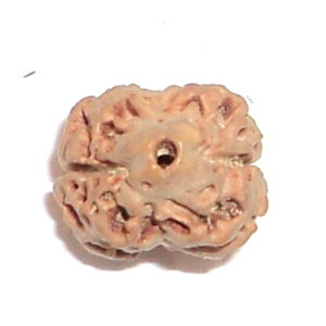 Two Face Rudraksha