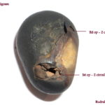 Kurma Salagram