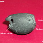 Matsya Shaligram