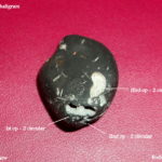 Shuddha Matsya Shaligram