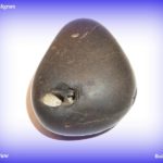 Chitravrana Matsya Shaligram