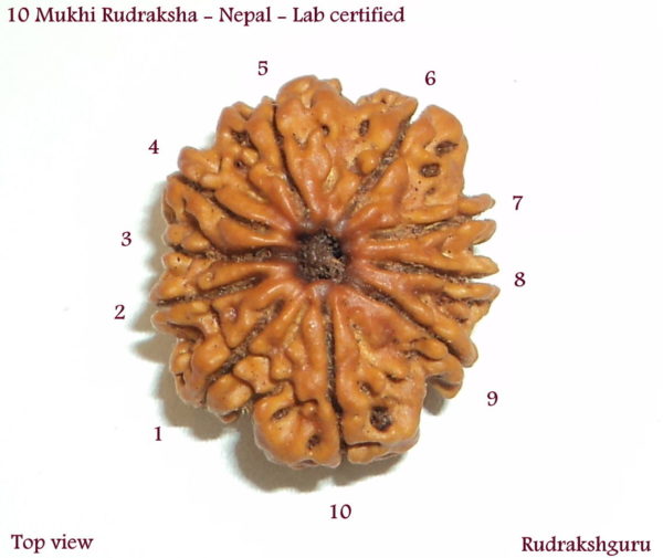 Collector Ten Face Rudraksha of Nepal