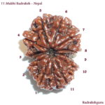 Collector Eleven Face Rudraksha Of Nepal