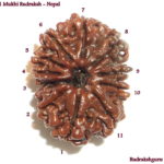 Collector Eleven Face Rudraksha Of Nepal