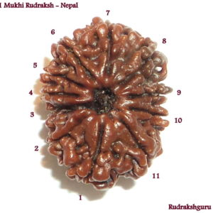 Collector 11 Mukhi Beads