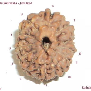 Java Rudraksha Beads