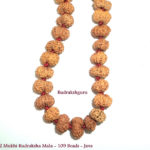 12 Mukhi Rudraksha Mala