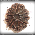 Collector Nine Face Rudraksha Of Nepal