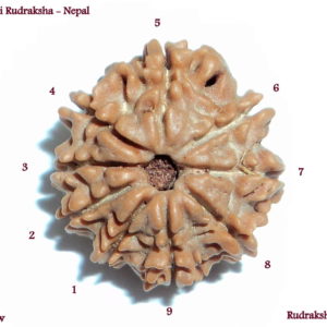 Nepal Rudraksha Beads