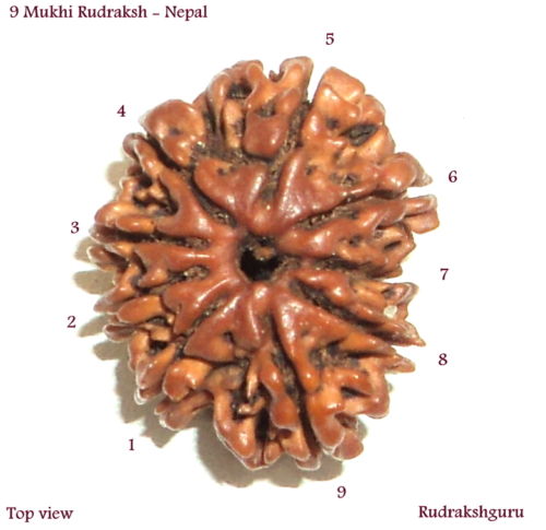 Nine Face Rudraksha Of Nepal