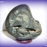 Surya Shaligram