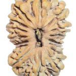 Super Collector 16 Mukhi Rudraksha - 35.35 mm - Nepal
