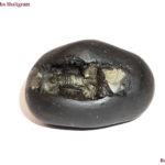 Shuddha Varaha Shaligram