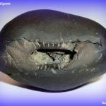 Lakshmi Varaha Shaligram