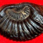 Hrishikesha Shaligram