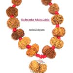 Siddha Mala - Collector Size