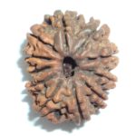 Eleven Face Rudraksha of Nepal
