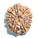 Ten Face Rudraksha Of Nepal