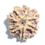 Eight Face Rudraksha Of Nepal