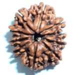 Collector Ten Face Rudraksha Of Nepal