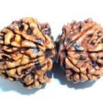 Collector Gowri Shankar Rudraksha - Nepal