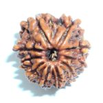 Ten Face Rudraksha of nepal