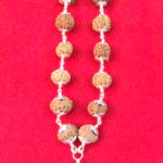 Siddha Combination of 1 Mukhi Till 14 Mukhi Rudraksha With Gauri Shankar and Ganesh Rudraksh