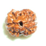 Two Face Rudraksha of Nepal - Lab Certified