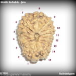 Collector Fifteen Face Rudraksha - Lab Certified