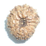 Collector Fifteen Face Rudraksha - Lab Certified