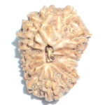Collector Fifteen Face Rudraksha - Lab Certified