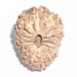 Collector Fifteen Face Rudraksha - Lab Certified