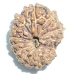 Collector Fifteen Face Rudraksha - Lab Certified