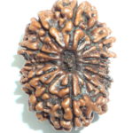 Collector Twelve Face Rudraksha Of Nepal - Lab Certified