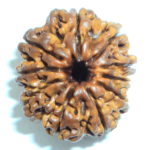Ten Face Rudraksha of Nepal - Lab Certified